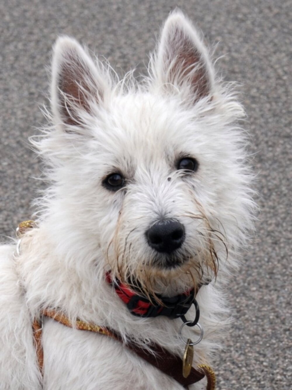Meet the Posher
